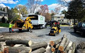 Professional Tree Services in Belcourt, ND